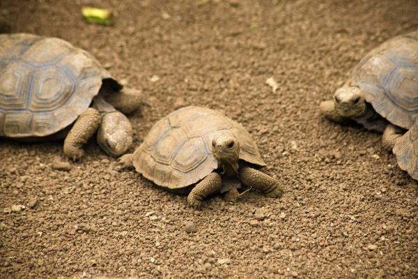 Tìm thấy rùa con được sinh sản tự nhiên trên quần đảo Galápagos sau hơn 100 năm biến mất Tìm thấy rùa con được sinh sản tự nhiên trên quần đảo Galápagos sau hơn 100 năm biến mất