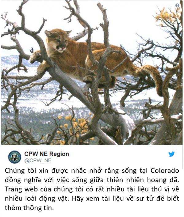 'Võ Tòng' ngoài đời thật: dùng tay không giết chết sư tử núi 'Võ Tòng' ngoài đời thật: dùng tay không giết chết sư tử núi