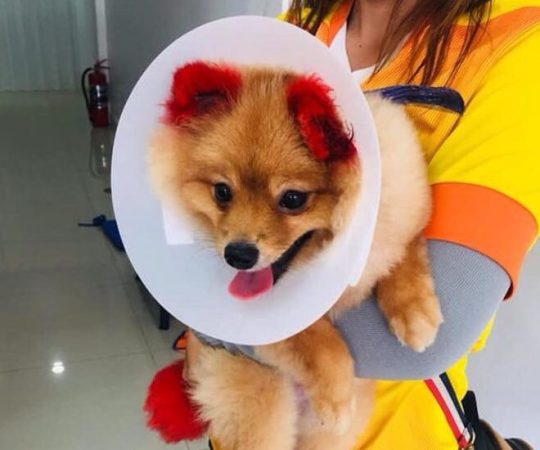 Bị người chủ nhuộm lông tai, chú chó bất ngờ 'rụng tai' sau vài giờ Bị người chủ nhuộm lông tai, chú chó bất ngờ 'rụng tai' sau vài giờ