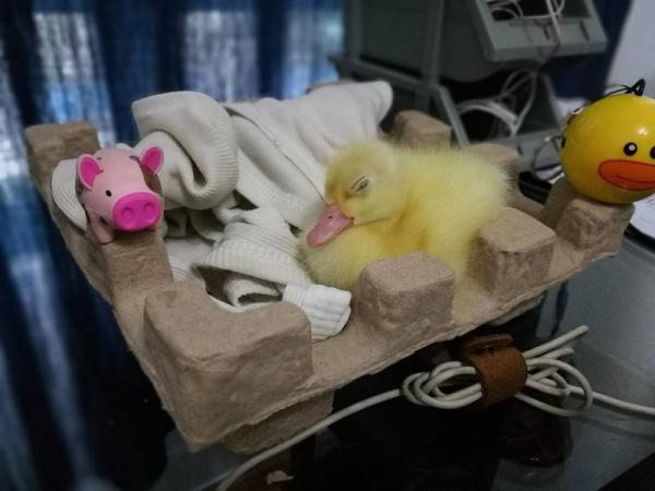 Cô gái tò mò thử ấp trứng vịt lộn, bất ngờ nở ra 'boss' vịt xinh đẹp đáng yêu Cô gái tò mò thử ấp trứng vịt lộn, bất ngờ nở ra 'boss' vịt xinh đẹp đáng yêu