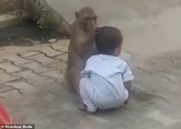 Chú khỉ Ấn Độ bắt cóc em bé để có người chơi cùng, còn ôm khư khư không chịu trả cho ai Chú khỉ Ấn Độ bắt cóc em bé để có người chơi cùng, còn ôm khư khư không chịu trả cho ai
