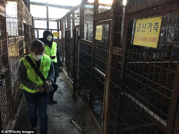 Thị trưởng Seoul đưa ra tuyên bố chính thức: 'Sẽ đóng cửa tất cả các lò giết thịt chó ở đây' Thị trưởng Seoul đưa ra tuyên bố chính thức: 'Sẽ đóng cửa tất cả các lò giết thịt chó ở đây'