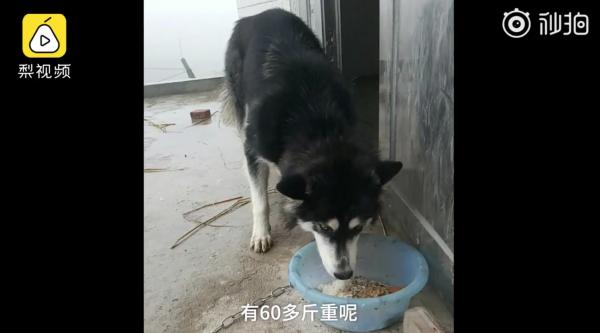 Mừng chủ mới về, em chó phấn khích nhảy từ nóc nhà xuống khiến chủ bị gãy cổ Mừng chủ mới về, em chó phấn khích nhảy từ nóc nhà xuống khiến chủ bị gãy cổ