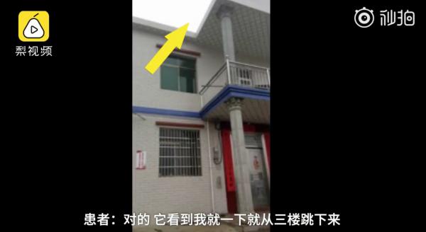 Mừng chủ mới về, em chó phấn khích nhảy từ nóc nhà xuống khiến chủ bị gãy cổ Mừng chủ mới về, em chó phấn khích nhảy từ nóc nhà xuống khiến chủ bị gãy cổ