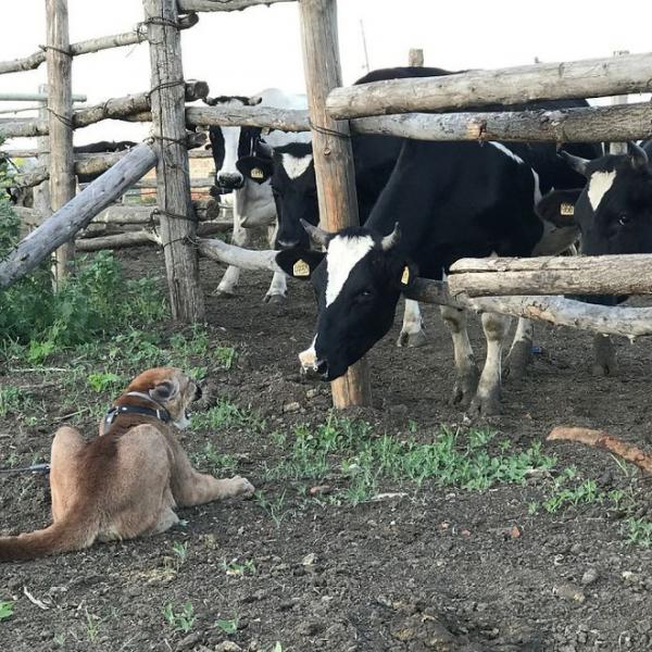 Là báo sư tử mà sao lại dễ thương 'đốn tim' hơn cả mèo nhà thế này? Là báo sư tử mà sao lại dễ thương 'đốn tim' hơn cả mèo nhà thế này?