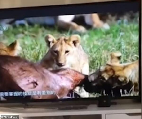 Xem cảnh sư tử ăn thịt trên TV, 'quàng thượng' hoảng sợ nghĩ 'Người anh em kém sang vậy?' Xem cảnh sư tử ăn thịt trên TV, 'quàng thượng' hoảng sợ nghĩ 'Người anh em kém sang vậy?'