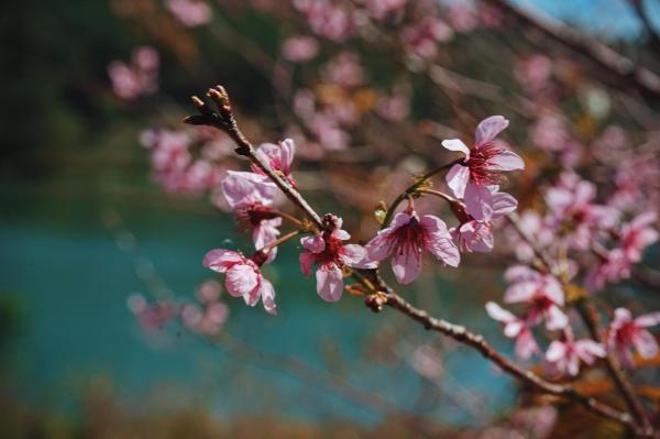 Đi Đà Lạt chơi mùa hoa mai anh đào mà cứ ngỡ lạc chân vào chốn thần tiên nào đó ở Nhật Bản Đi Đà Lạt chơi mùa hoa mai anh đào mà cứ ngỡ lạc chân vào chốn thần tiên nào đó ở Nhật Bản