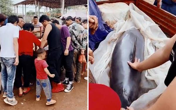 Cá heo chảy nước mắt khi sắp bị cân ký bán thịt tại một khu chợ Trung Quốc Cá heo chảy nước mắt khi sắp bị cân ký bán thịt tại một khu chợ Trung Quốc
