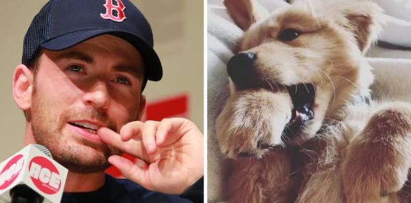Chris Evans thực ra chính là một anh 'Gâu đần' phiên bản người đúng không? Chris Evans thực ra chính là một anh 'Gâu đần' phiên bản người đúng không?
