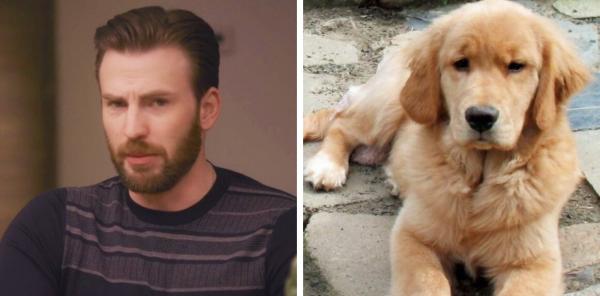 Chris Evans thực ra chính là một anh 'Gâu đần' phiên bản người đúng không? Chris Evans thực ra chính là một anh 'Gâu đần' phiên bản người đúng không?