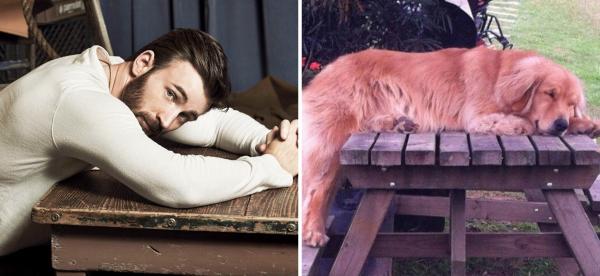 Chris Evans thực ra chính là một anh 'Gâu đần' phiên bản người đúng không? Chris Evans thực ra chính là một anh 'Gâu đần' phiên bản người đúng không?