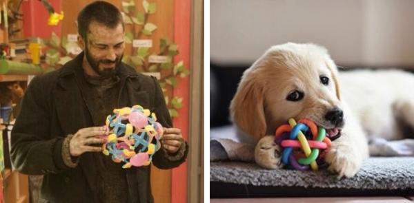 Chris Evans thực ra chính là một anh 'Gâu đần' phiên bản người đúng không? Chris Evans thực ra chính là một anh 'Gâu đần' phiên bản người đúng không?