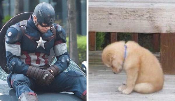 Chris Evans thực ra chính là một anh 'Gâu đần' phiên bản người đúng không? Chris Evans thực ra chính là một anh 'Gâu đần' phiên bản người đúng không?