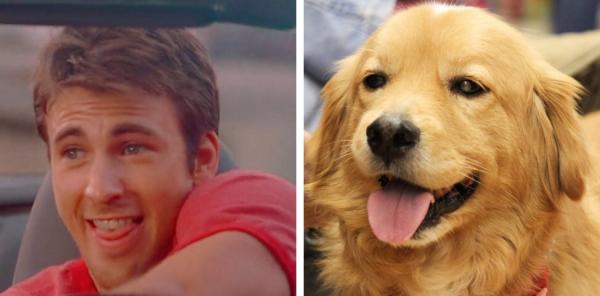 Chris Evans thực ra chính là một anh 'Gâu đần' phiên bản người đúng không? Chris Evans thực ra chính là một anh 'Gâu đần' phiên bản người đúng không?