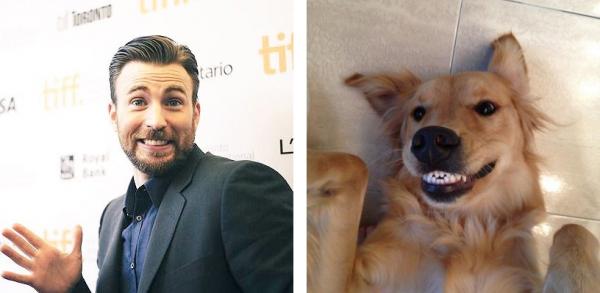 Chris Evans thực ra chính là một anh 'Gâu đần' phiên bản người đúng không? Chris Evans thực ra chính là một anh 'Gâu đần' phiên bản người đúng không?