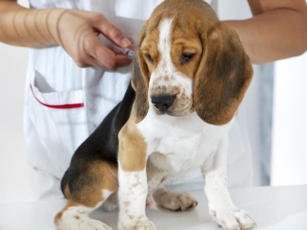 Anti-vaxxer từ chối tiêm chủng phòng bệnh cho chó mèo vì sợ thú cưng... tự kỷ Anti-vaxxer từ chối tiêm chủng phòng bệnh cho chó mèo vì sợ thú cưng... tự kỷ