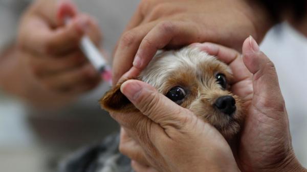 Anti-vaxxer từ chối tiêm chủng phòng bệnh cho chó mèo vì sợ thú cưng... tự kỷ Anti-vaxxer từ chối tiêm chủng phòng bệnh cho chó mèo vì sợ thú cưng... tự kỷ