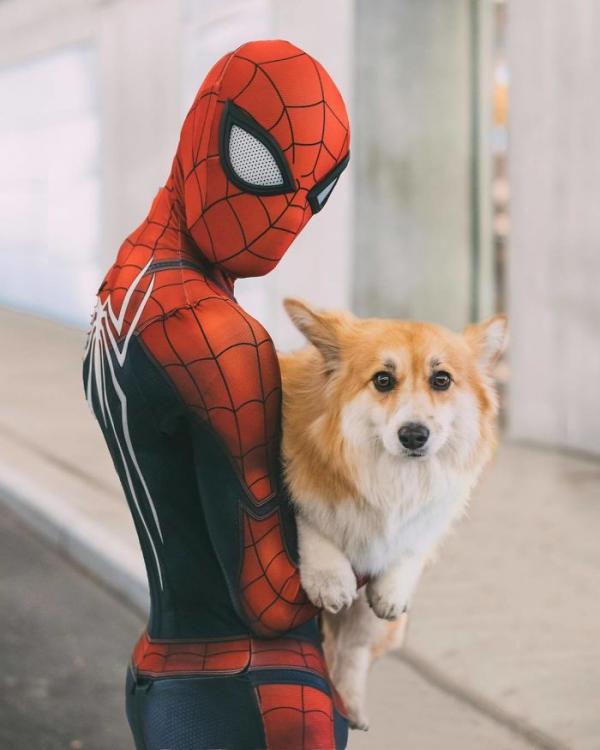 Khi bé chó Corgi trở thành nhân vật chính trong các poster phim bom tấn Khi bé chó Corgi trở thành nhân vật chính trong các poster phim bom tấn