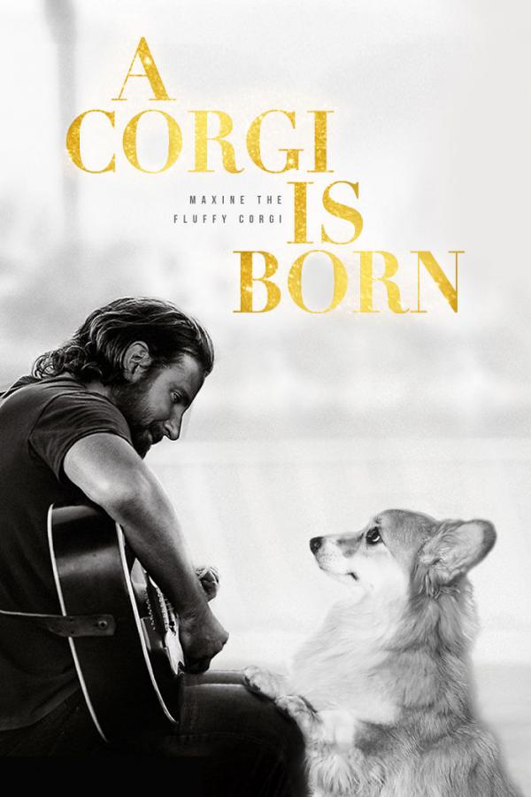Khi bé chó Corgi trở thành nhân vật chính trong các poster phim bom tấn Khi bé chó Corgi trở thành nhân vật chính trong các poster phim bom tấn