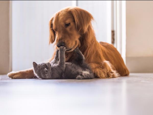 Thú cưng chính là 'tấm gương soi' của chủ, nên hãy tự nhìn lại bản thân nếu mèo nhà bạn xấu tính Thú cưng chính là 'tấm gương soi' của chủ, nên hãy tự nhìn lại bản thân nếu mèo nhà bạn xấu tính