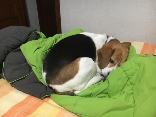 Ở Airbnb để được gặp những người bạn dễ thương này thì bao nhiêu tiền cũng đáng (Kì 1) Ở Airbnb để được gặp những người bạn dễ thương này thì bao nhiêu tiền cũng đáng (Kì 1)