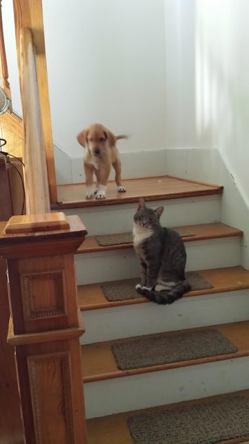 Những 'quàng thượng' đã quá chán ghét sự hầu hạ của loài người Những 'quàng thượng' đã quá chán ghét sự hầu hạ của loài người