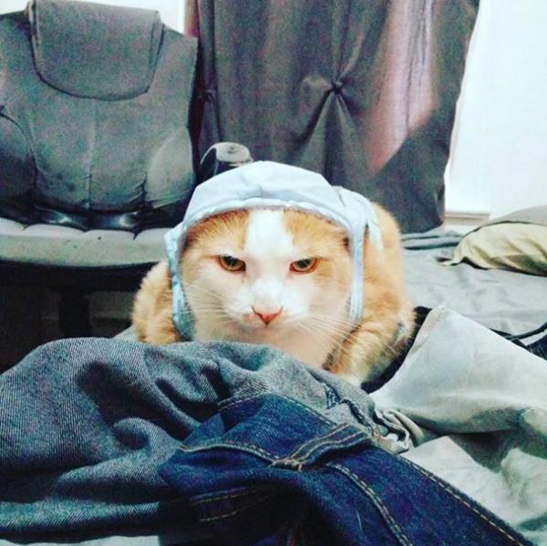Những 'quàng thượng' đã quá chán ghét sự hầu hạ của loài người Những 'quàng thượng' đã quá chán ghét sự hầu hạ của loài người