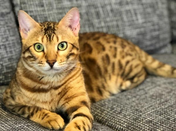 Nhật Bản ra mắt sản phẩm biến đầu mèo cưng thành mặt nạ để đeo chơi Nhật Bản ra mắt sản phẩm biến đầu mèo cưng thành mặt nạ để đeo chơi