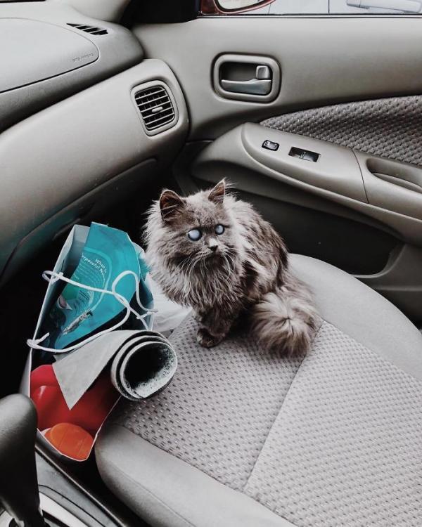 Merlin – chú mèo mù có kích thước chỉ bằng chai nước nổi đình đám cả Twitter Merlin – chú mèo mù có kích thước chỉ bằng chai nước nổi đình đám cả Twitter