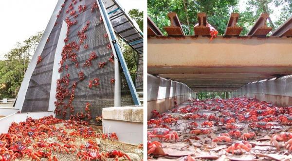 Nhiều nước đang làm cầu vượt thiên nhiên dành cho động vật hoang dã qua đường Nhiều nước đang làm cầu vượt thiên nhiên dành cho động vật hoang dã qua đường