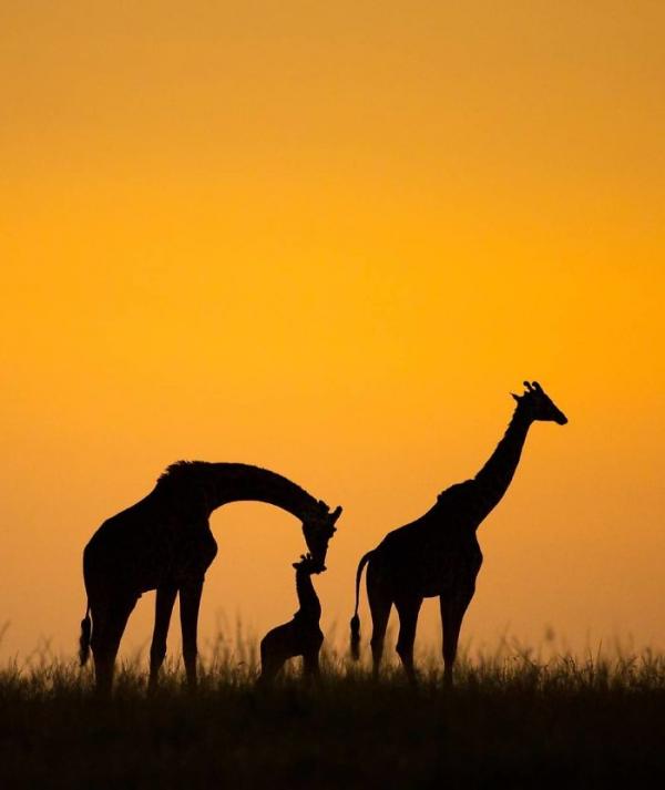 20 bức ảnh thiên nhiên đỉnh nhất từ cuộc thi nhiếp ảnh trên Instagram của National Geographic 20 bức ảnh thiên nhiên đỉnh nhất từ cuộc thi nhiếp ảnh trên Instagram của National Geographic