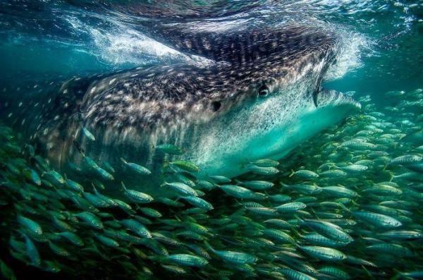 20 bức ảnh thiên nhiên đỉnh nhất từ cuộc thi nhiếp ảnh trên Instagram của National Geographic 20 bức ảnh thiên nhiên đỉnh nhất từ cuộc thi nhiếp ảnh trên Instagram của National Geographic