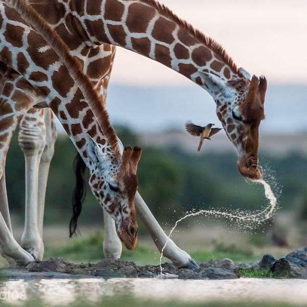 20 bức ảnh thiên nhiên đỉnh nhất từ cuộc thi nhiếp ảnh trên Instagram của National Geographic 20 bức ảnh thiên nhiên đỉnh nhất từ cuộc thi nhiếp ảnh trên Instagram của National Geographic