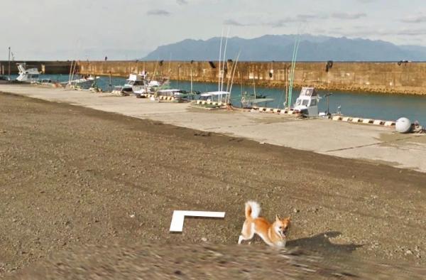 Google Street View 'khóc' trong bất lực vì mọi khung ảnh đều bị em chó này chiếm chỗ Google Street View 'khóc' trong bất lực vì mọi khung ảnh đều bị em chó này chiếm chỗ