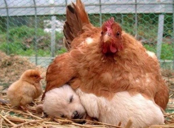 Gà mái chính là bà mẹ có tình thương yêu vô bờ bến nhất trong thế giới loài vật Gà mái chính là bà mẹ có tình thương yêu vô bờ bến nhất trong thế giới loài vật