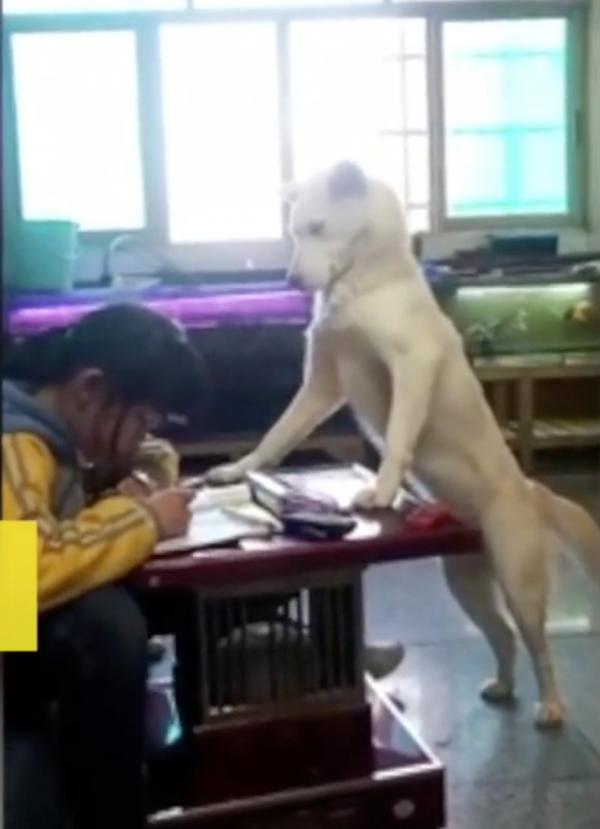 Ông bố huấn luyện chó cưng để trông chừng con gái làm bài tập về nhà Ông bố huấn luyện chó cưng để trông chừng con gái làm bài tập về nhà