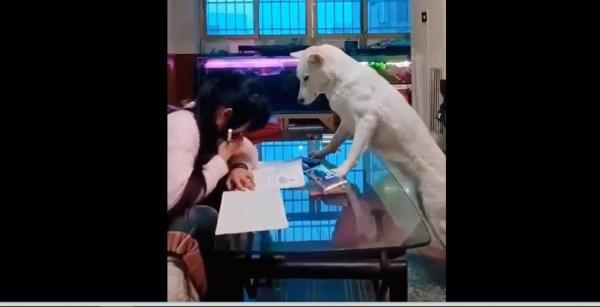 Ông bố huấn luyện chó cưng để trông chừng con gái làm bài tập về nhà Ông bố huấn luyện chó cưng để trông chừng con gái làm bài tập về nhà
