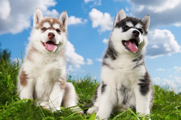 Không phải mỗi con người mới có cảm xúc mà cả động vật cũng vậy Không phải mỗi con người mới có cảm xúc mà cả động vật cũng vậy