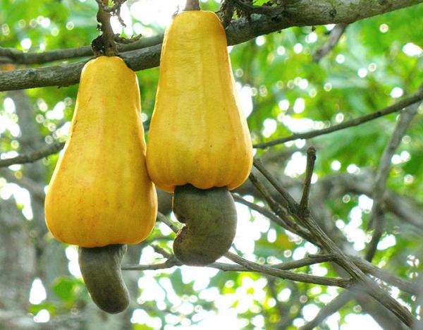 Bạn có biết: Báo cũng chỉ có thể kêu meo meo như mèo nhà? Bạn có biết: Báo cũng chỉ có thể kêu meo meo như mèo nhà?