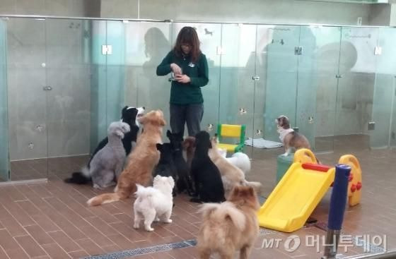 Hài hước chuyện chó Hàn Quốc đi học mẫu giáo: Ngày học 6 tiết còn có sổ liên lạc và kiểm tra bài cũ Hài hước chuyện chó Hàn Quốc đi học mẫu giáo: Ngày học 6 tiết còn có sổ liên lạc và kiểm tra bài cũ