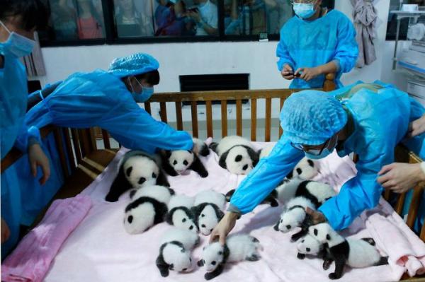 Cơ sở nghiên cứu Thành Đô - 'Ngôi nhà' của gấu trúc dễ thương nhất quả đất! Cơ sở nghiên cứu Thành Đô - 'Ngôi nhà' của gấu trúc dễ thương nhất quả đất!