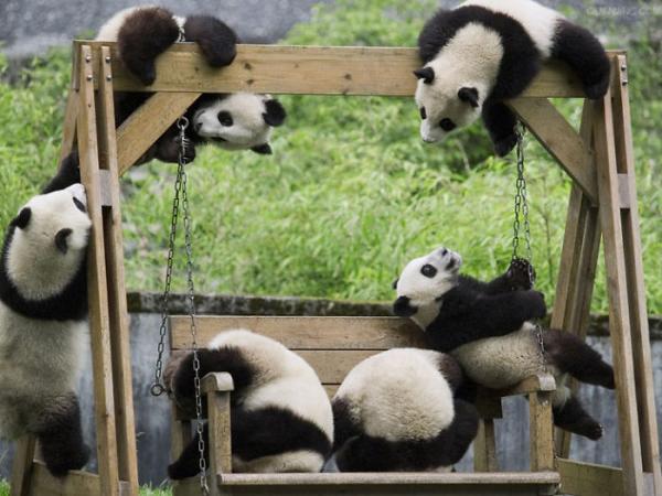 Cơ sở nghiên cứu Thành Đô - 'Ngôi nhà' của gấu trúc dễ thương nhất quả đất! Cơ sở nghiên cứu Thành Đô - 'Ngôi nhà' của gấu trúc dễ thương nhất quả đất!
