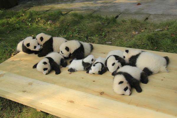 Cơ sở nghiên cứu Thành Đô - 'Ngôi nhà' của gấu trúc dễ thương nhất quả đất! Cơ sở nghiên cứu Thành Đô - 'Ngôi nhà' của gấu trúc dễ thương nhất quả đất!