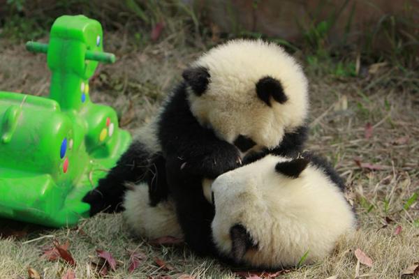 Cơ sở nghiên cứu Thành Đô - 'Ngôi nhà' của gấu trúc dễ thương nhất quả đất! Cơ sở nghiên cứu Thành Đô - 'Ngôi nhà' của gấu trúc dễ thương nhất quả đất!