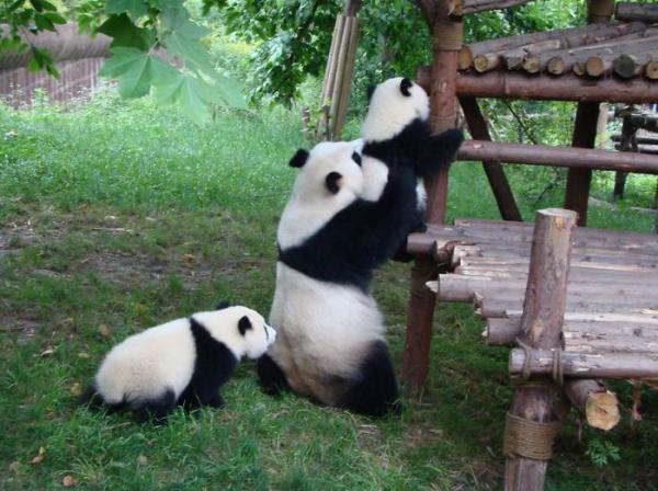 Cơ sở nghiên cứu Thành Đô - 'Ngôi nhà' của gấu trúc dễ thương nhất quả đất! Cơ sở nghiên cứu Thành Đô - 'Ngôi nhà' của gấu trúc dễ thương nhất quả đất!
