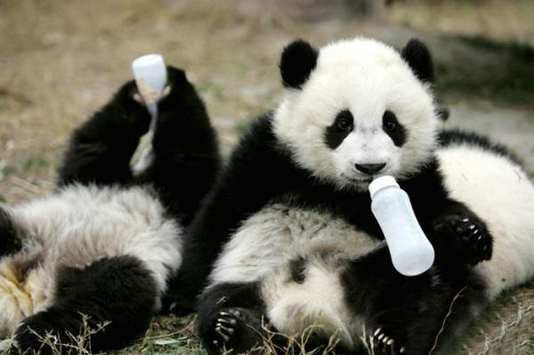 Cơ sở nghiên cứu Thành Đô - 'Ngôi nhà' của gấu trúc dễ thương nhất quả đất! Cơ sở nghiên cứu Thành Đô - 'Ngôi nhà' của gấu trúc dễ thương nhất quả đất!