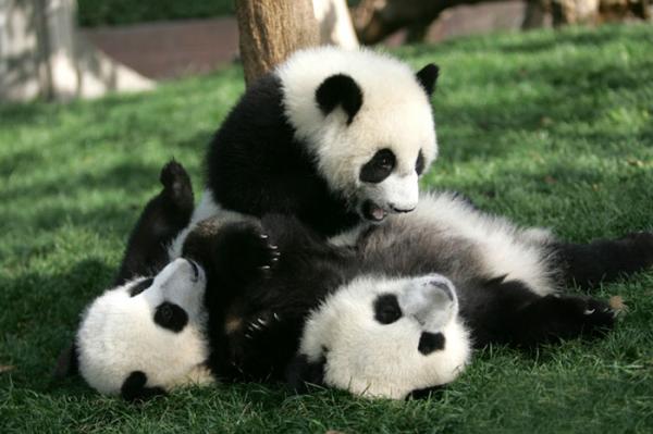 Cơ sở nghiên cứu Thành Đô - 'Ngôi nhà' của gấu trúc dễ thương nhất quả đất! Cơ sở nghiên cứu Thành Đô - 'Ngôi nhà' của gấu trúc dễ thương nhất quả đất!