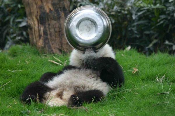 Cơ sở nghiên cứu Thành Đô - 'Ngôi nhà' của gấu trúc dễ thương nhất quả đất! Cơ sở nghiên cứu Thành Đô - 'Ngôi nhà' của gấu trúc dễ thương nhất quả đất!