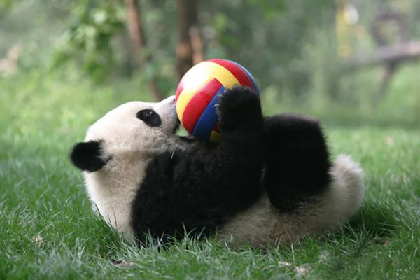 Cơ sở nghiên cứu Thành Đô - 'Ngôi nhà' của gấu trúc dễ thương nhất quả đất! Cơ sở nghiên cứu Thành Đô - 'Ngôi nhà' của gấu trúc dễ thương nhất quả đất!
