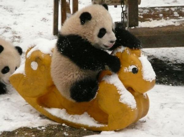 Cơ sở nghiên cứu Thành Đô - 'Ngôi nhà' của gấu trúc dễ thương nhất quả đất! Cơ sở nghiên cứu Thành Đô - 'Ngôi nhà' của gấu trúc dễ thương nhất quả đất!